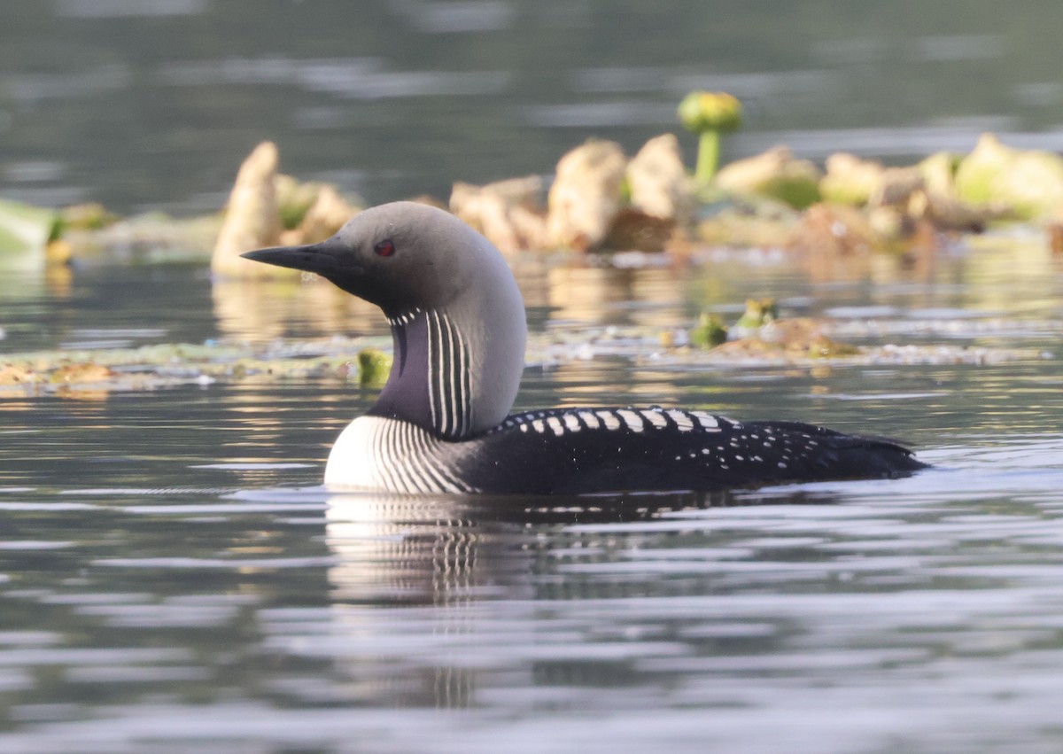 Pacific Loon - Ken Oeser