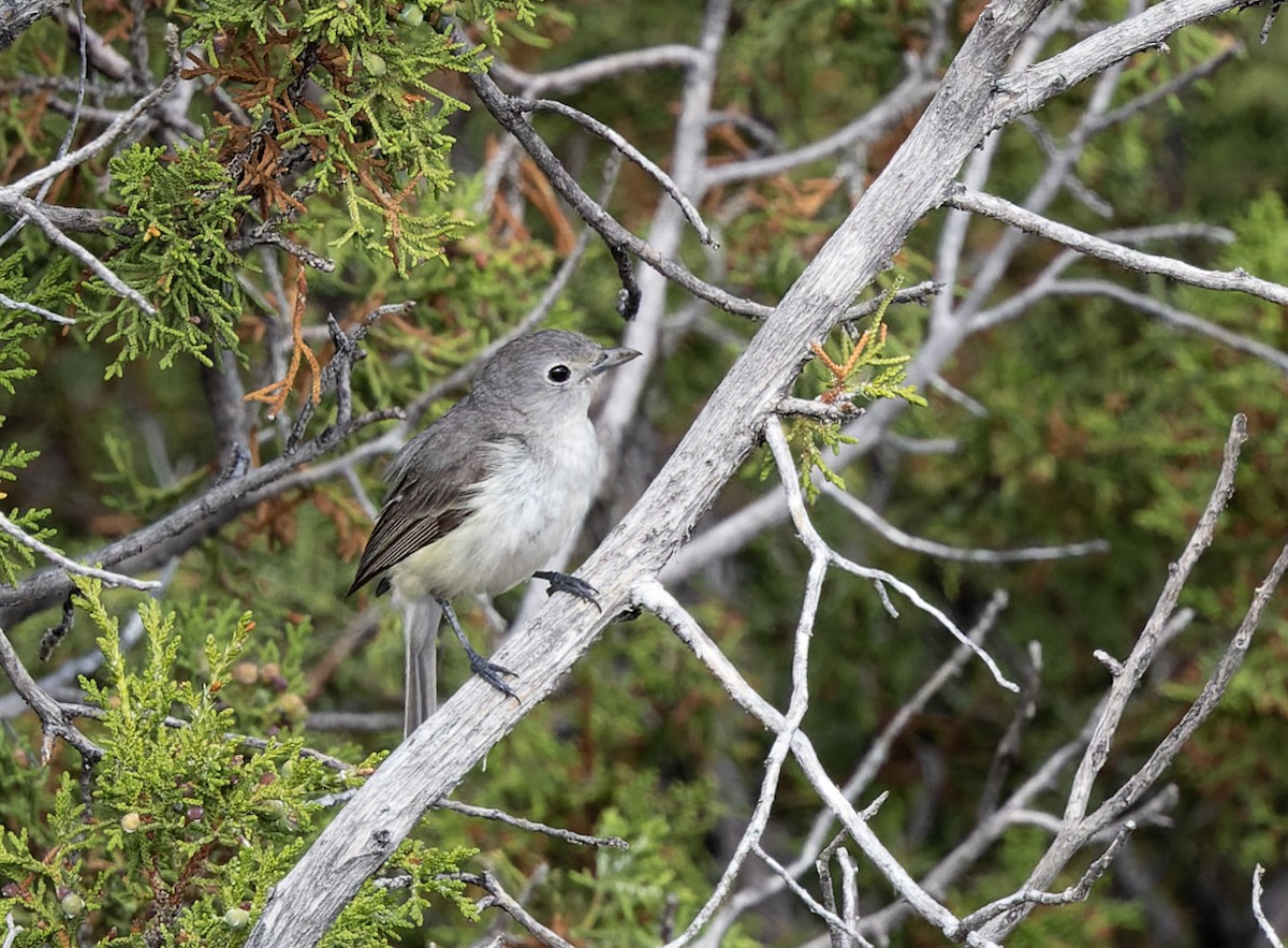 Gray Vireo - ML463148331