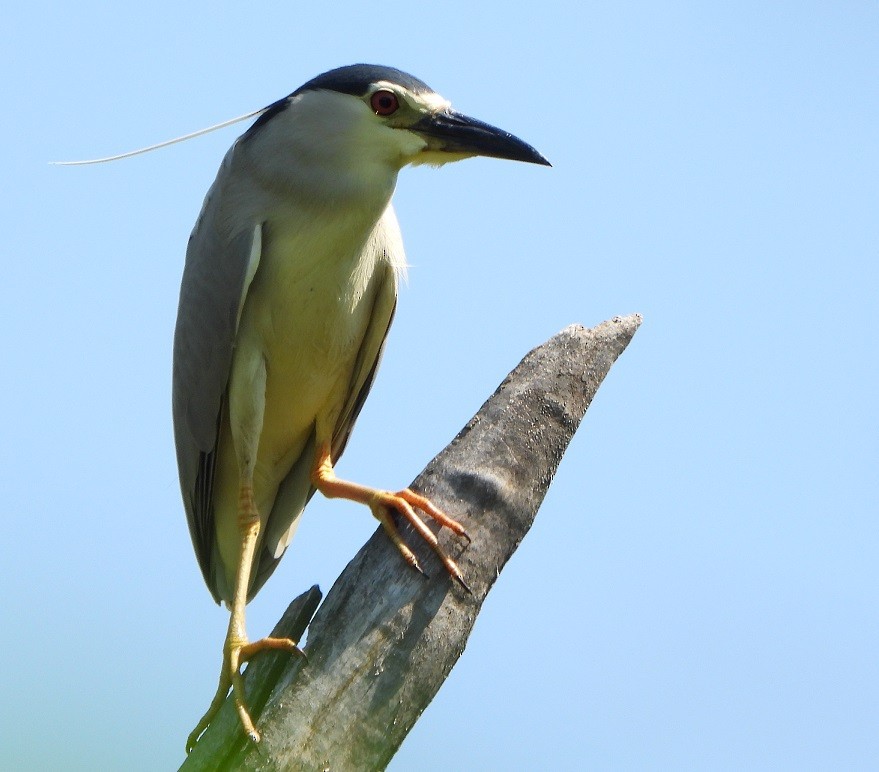 Black-crowned Night Heron - ML463149331