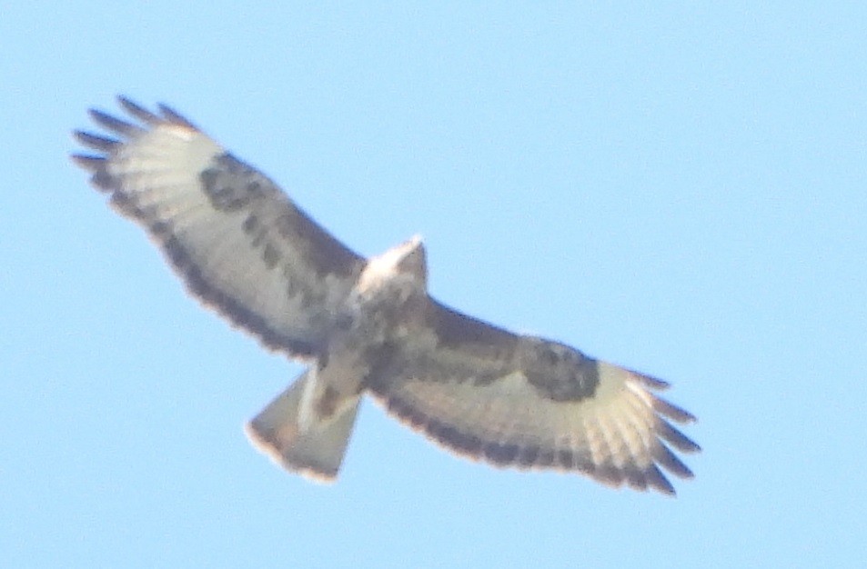 Common Buzzard - ML463149371