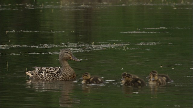 Canard colvert - ML463150