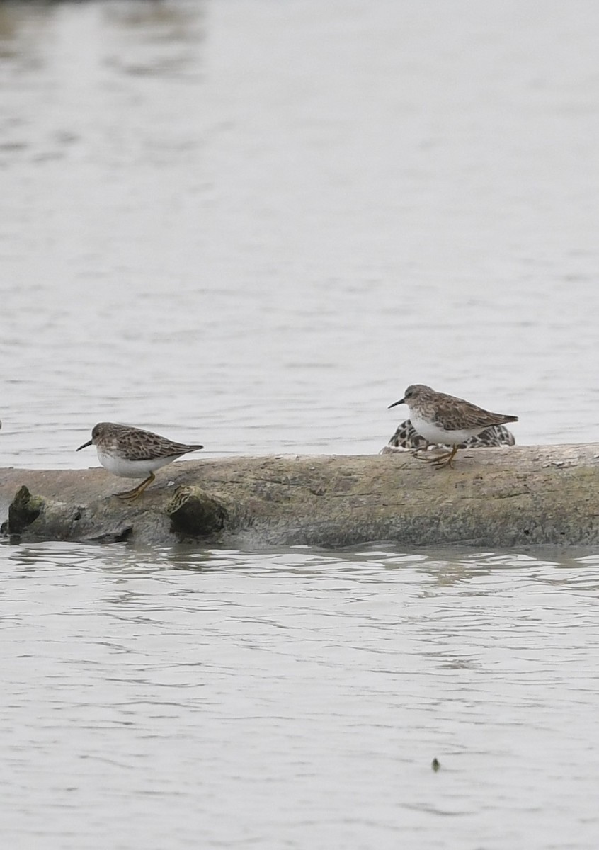 Least Sandpiper - Stefan Göransson