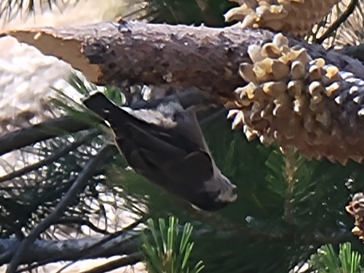 White-breasted Nuthatch - ML463150451