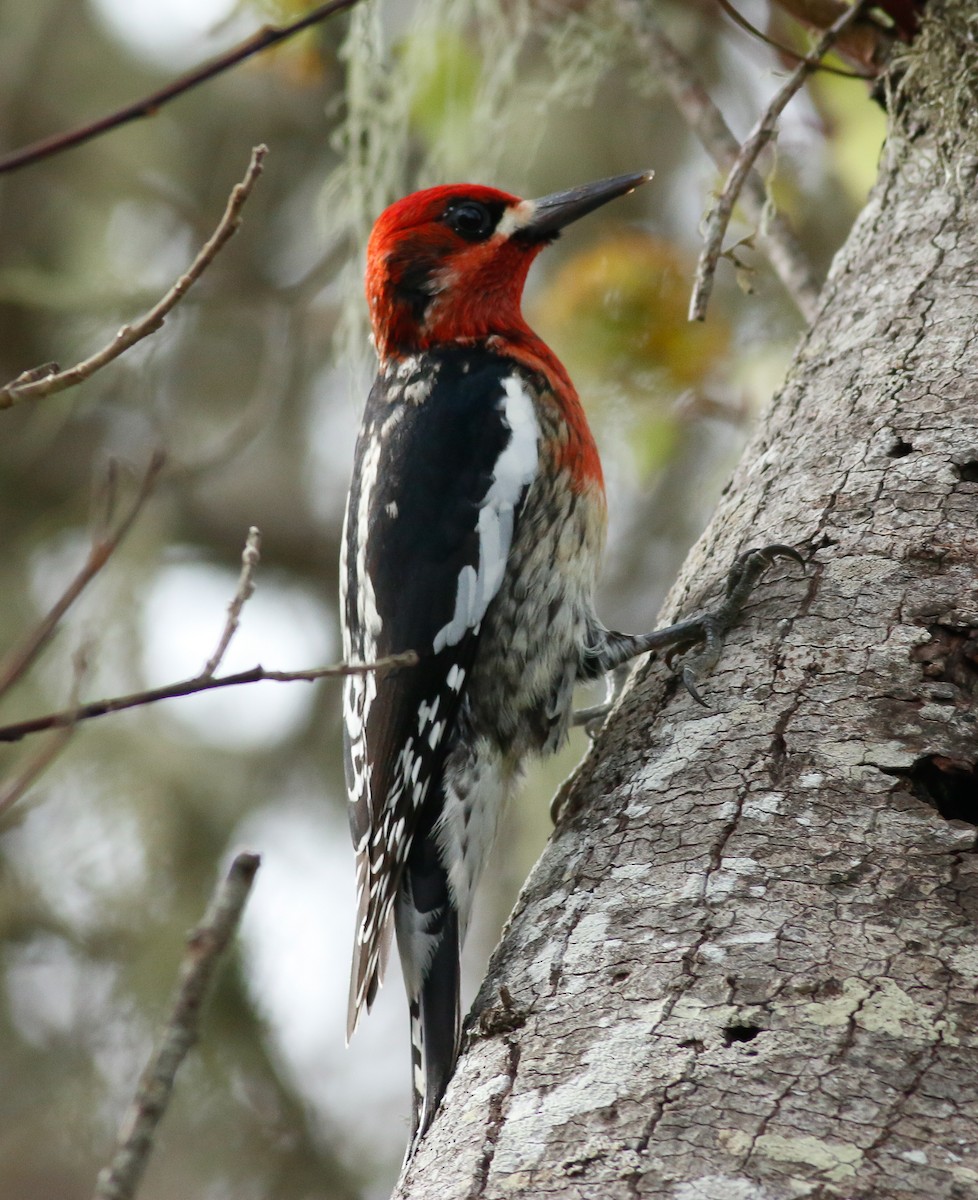 Red-breasted Sapsucker - Kirk Swenson