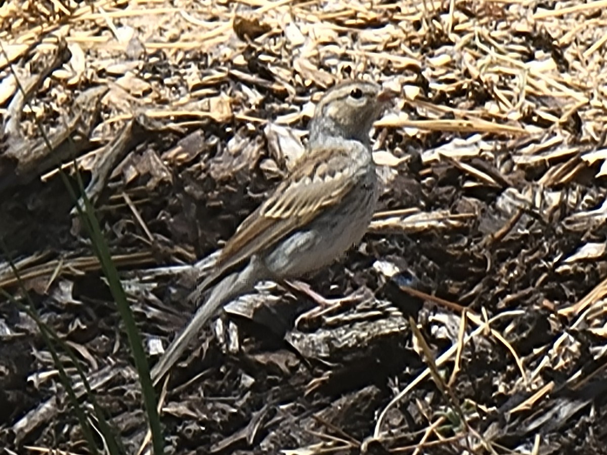 Chipping Sparrow - ML463151011