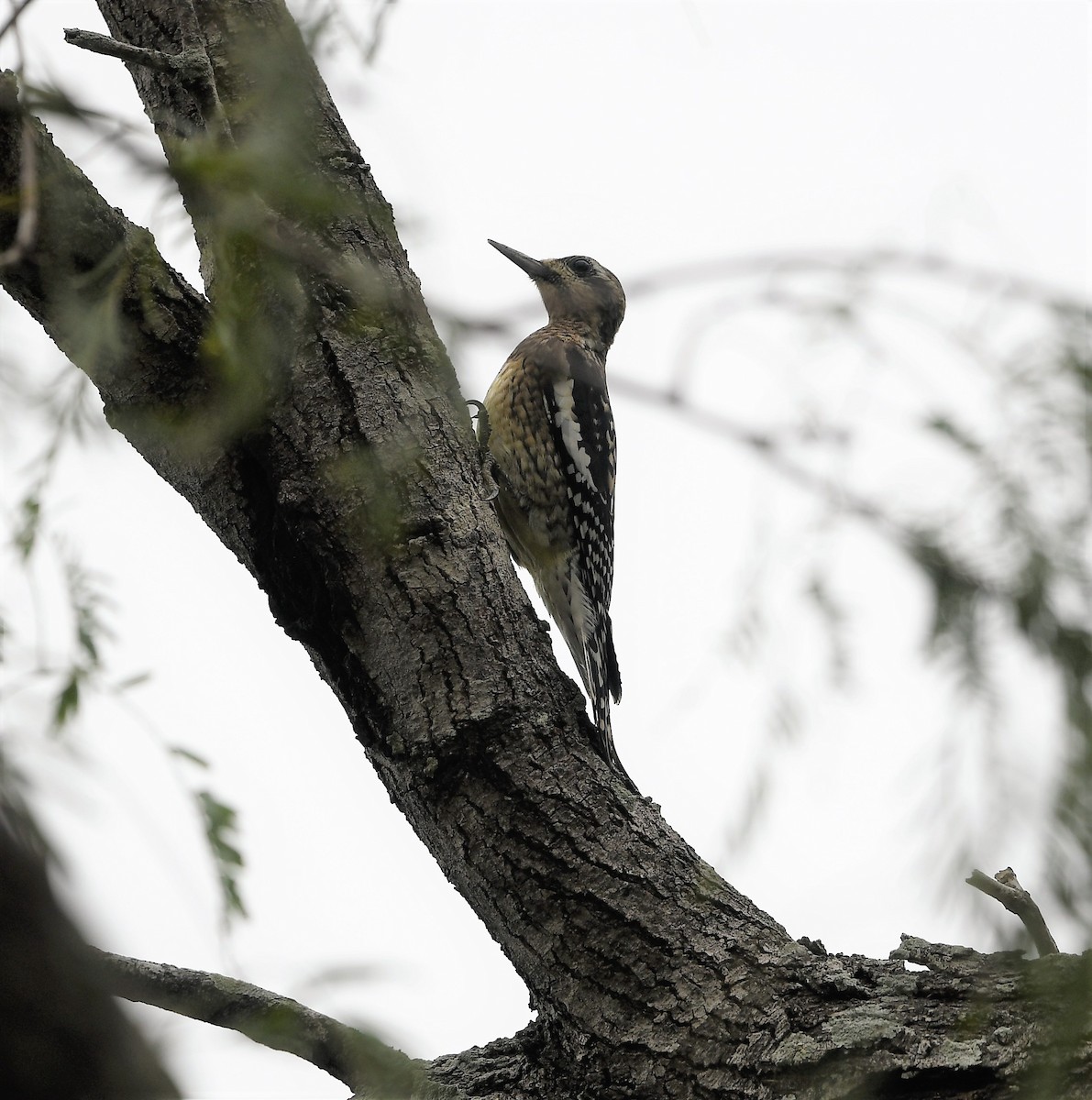 Yellow-bellied Sapsucker - ML46315181