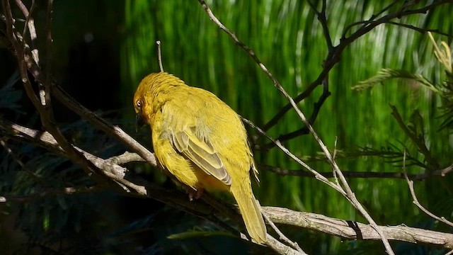 Holub's Golden-Weaver - ML463152461