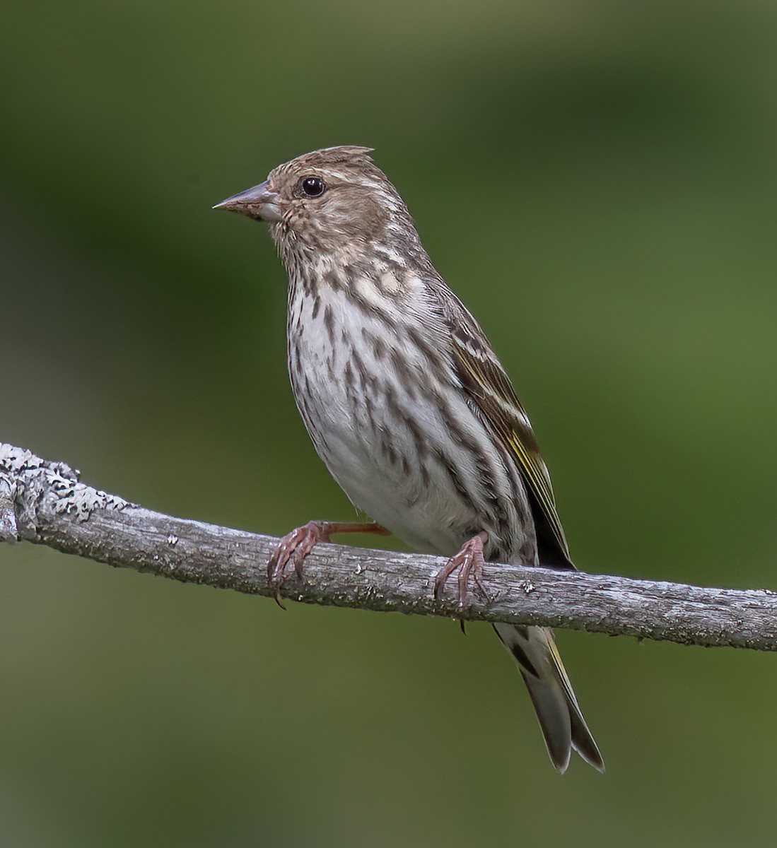 Pine Siskin - ML463152851