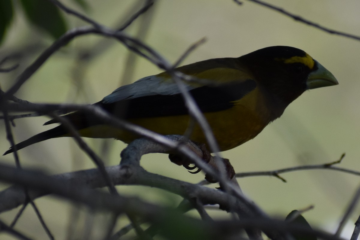 Evening Grosbeak - ML463153771