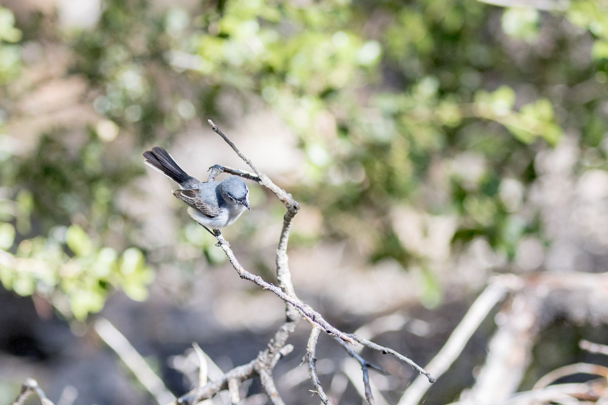 Blue-gray Gnatcatcher - ML463154091