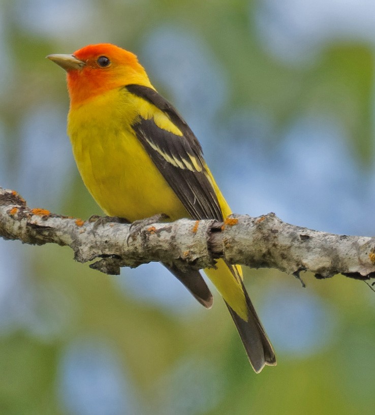 Western Tanager - Mark Tomboulian