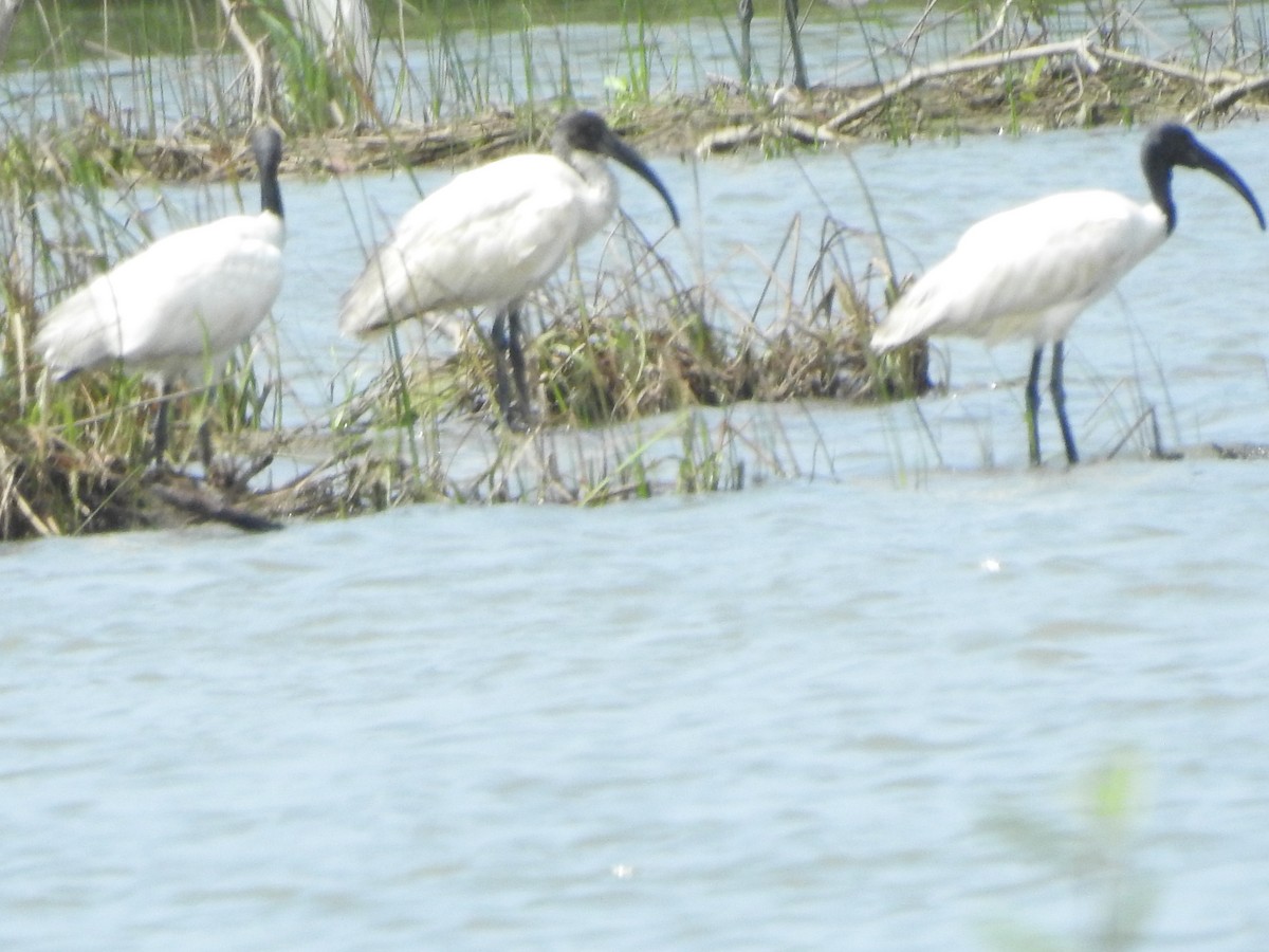 Black-headed Ibis - ML463156501