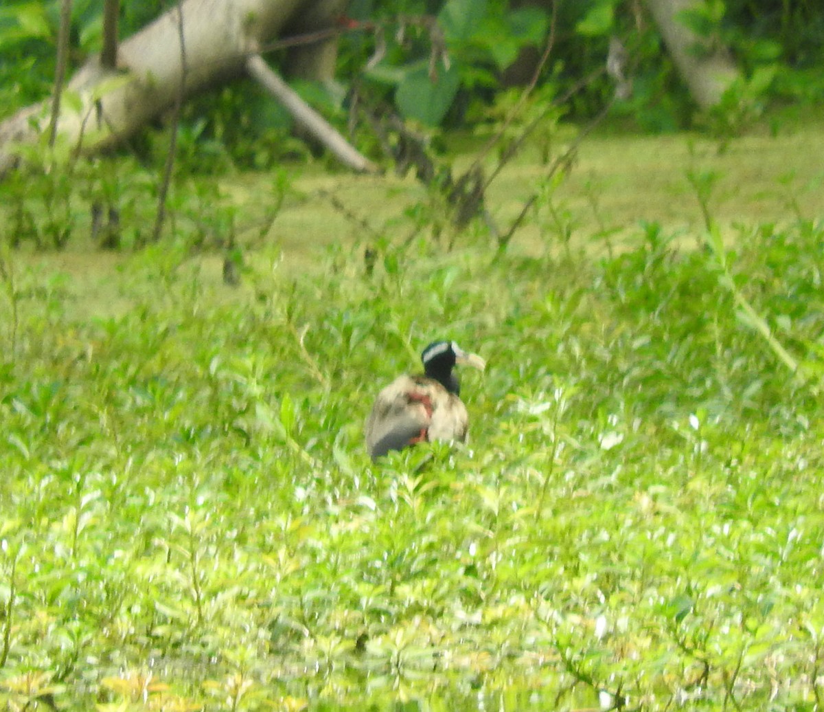 Bronze-winged Jacana - ML463156771