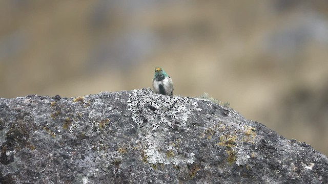 Green-headed Hillstar - ML463157371