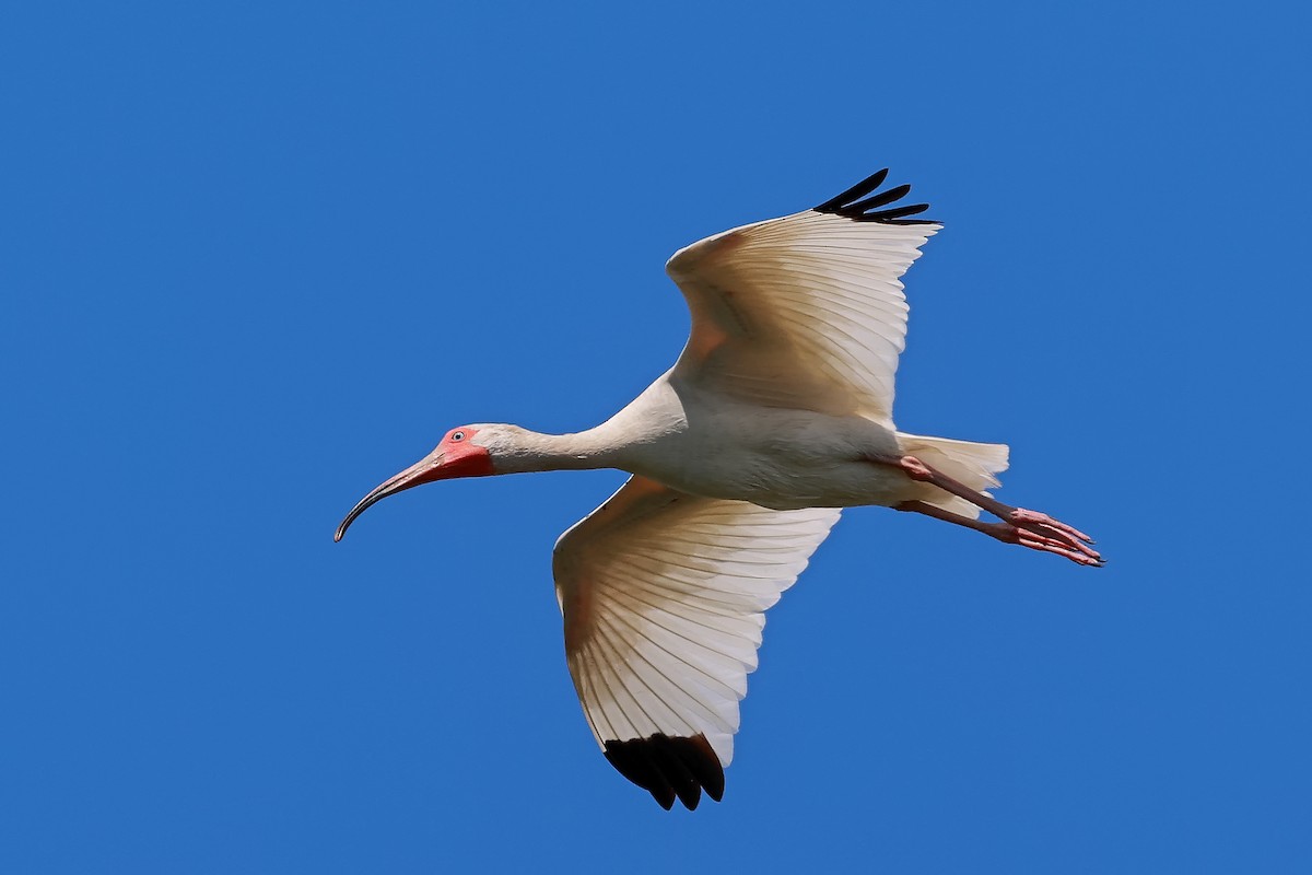 ibis bílý - ML463157631