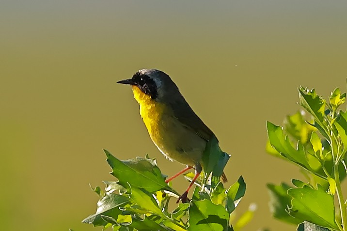 Common Yellowthroat - Yuxuan Lyu