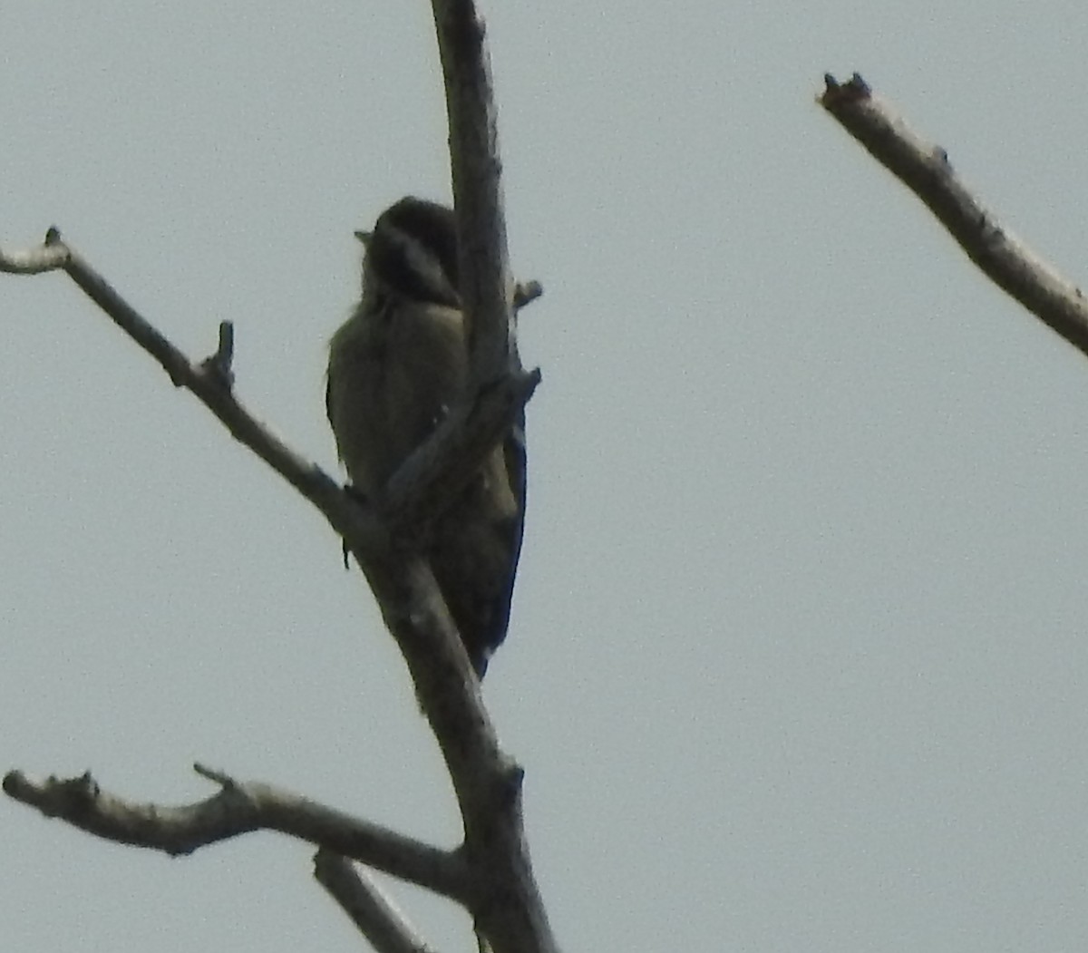 Brown-capped Pygmy Woodpecker - ML463158741