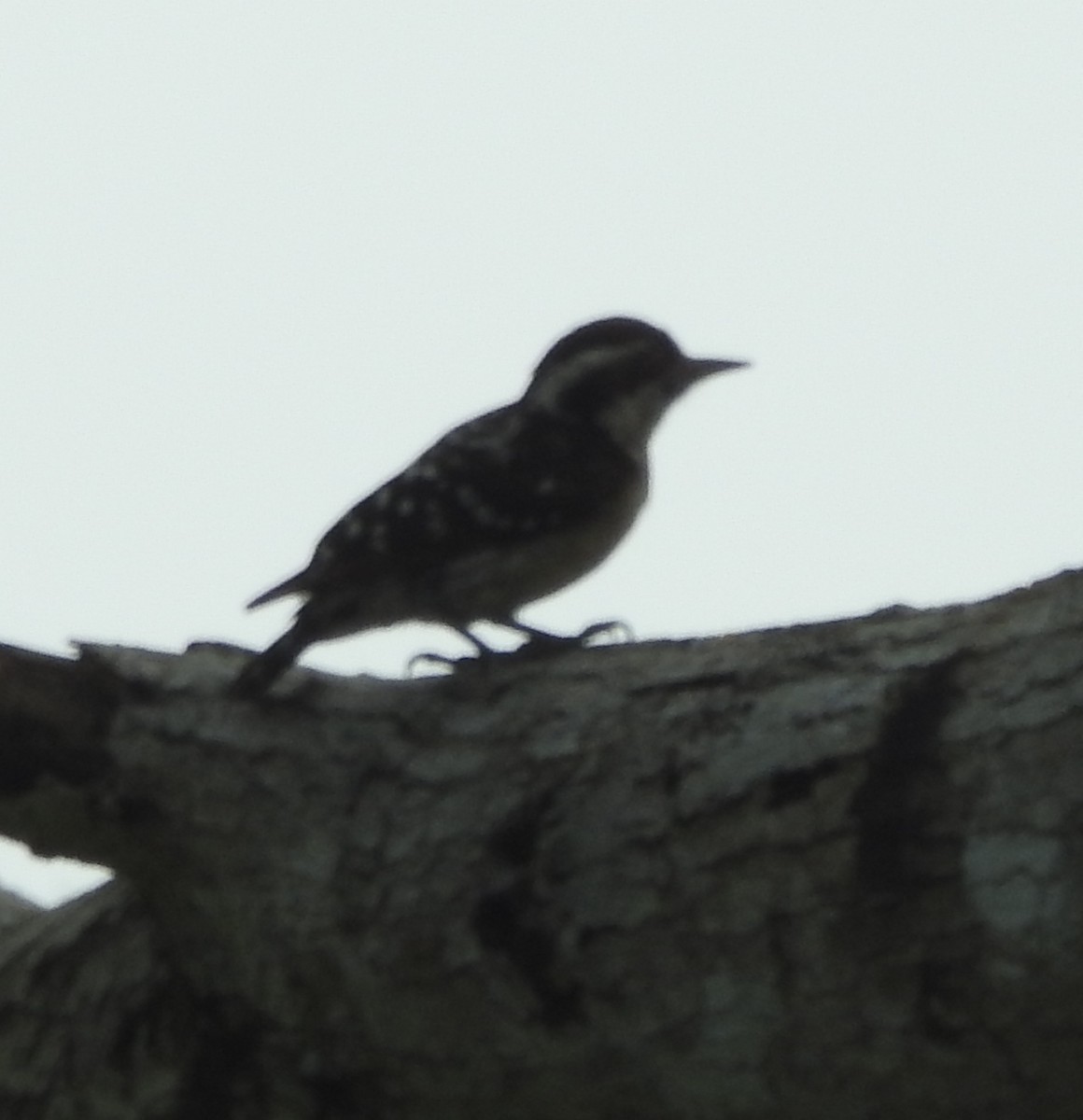 Brown-capped Pygmy Woodpecker - ML463158761
