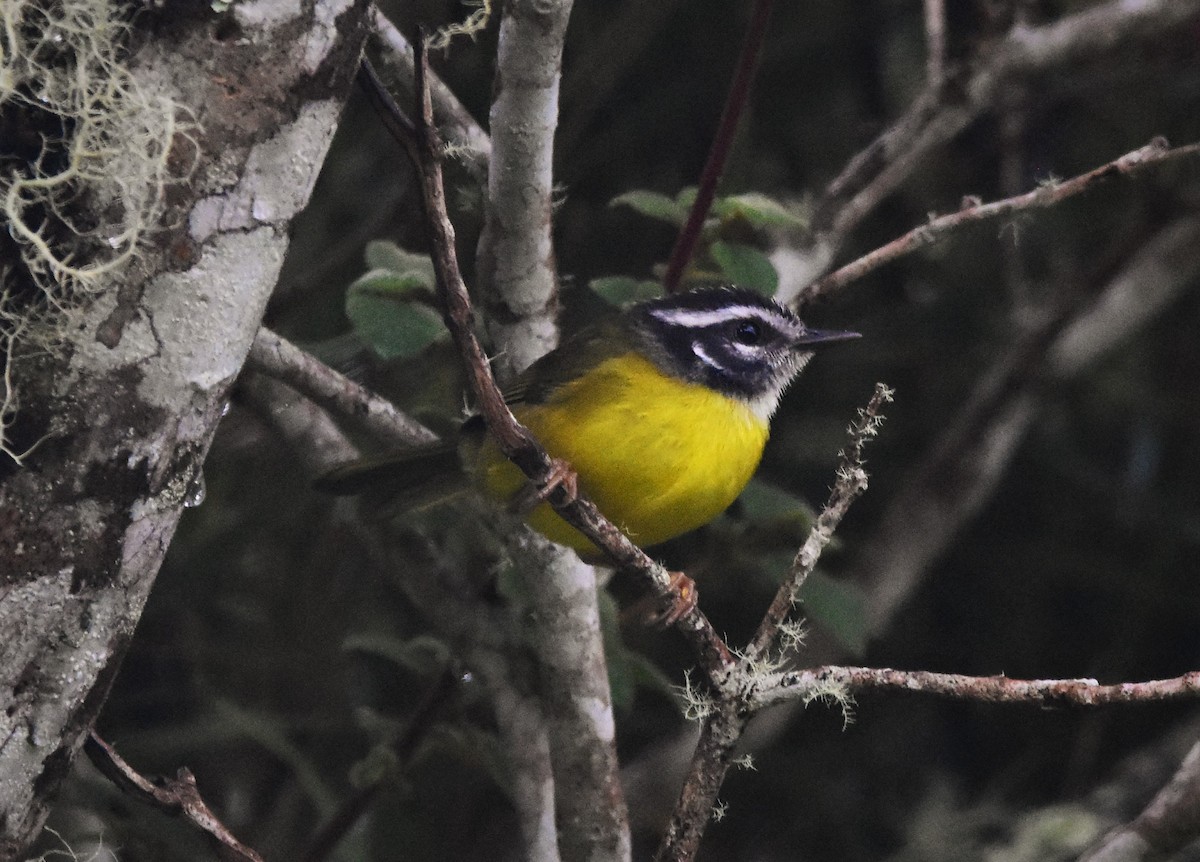 Santa Marta Warbler - ML463160401