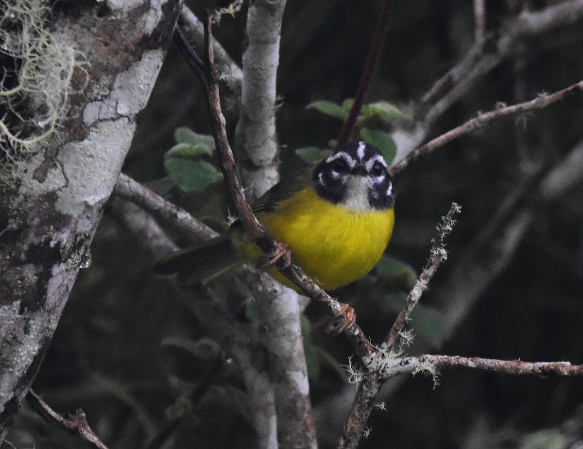 Santa Marta Warbler - ML463160461