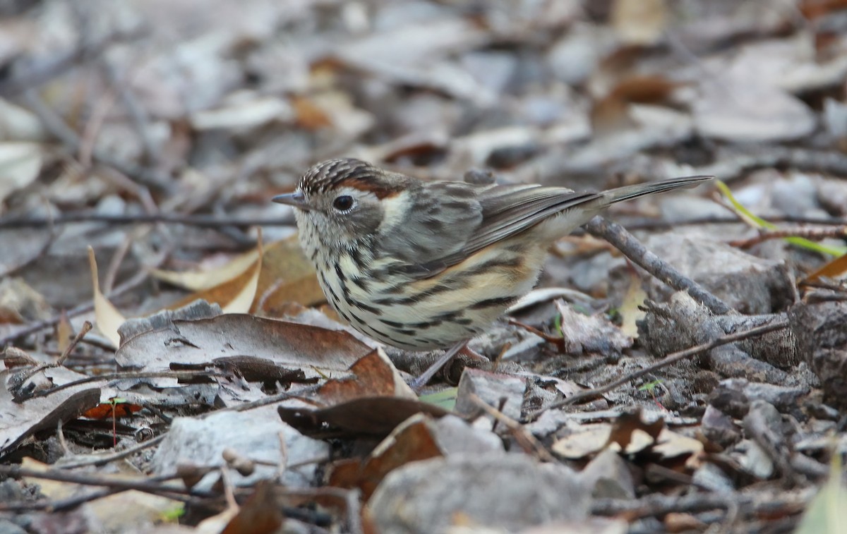 Speckled Warbler - ML463160811