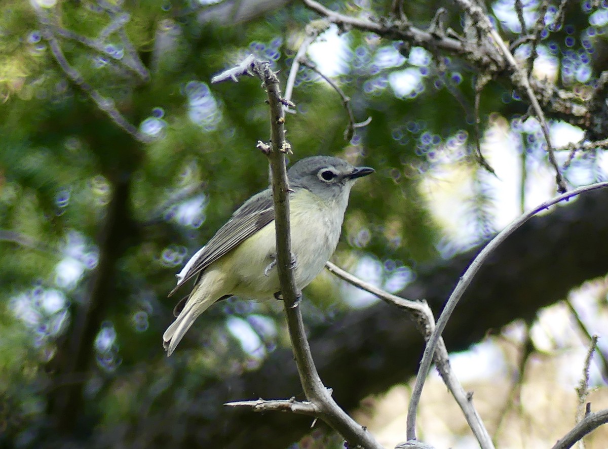 Cassin's Vireo - ML463162341