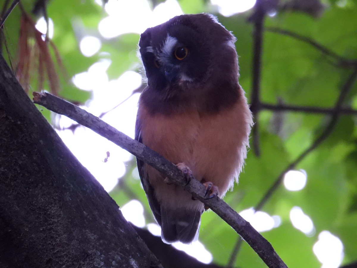 Northern Saw-whet Owl - ML463162611