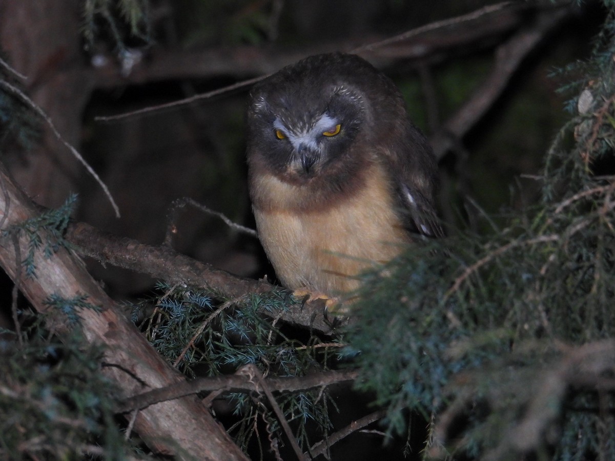 Northern Saw-whet Owl - ML463162621