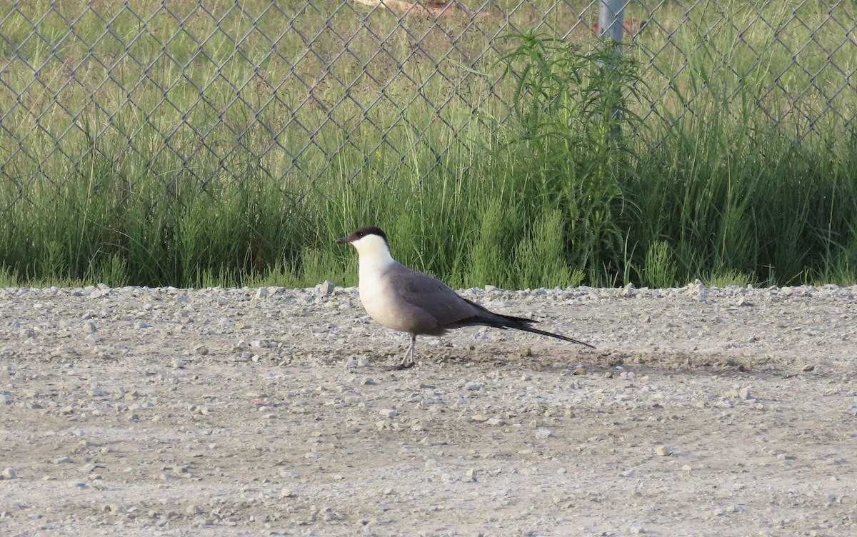 シロハラトウゾクカモメ - ML463162971