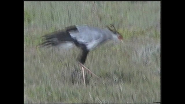 Secretarybird - ML463164351