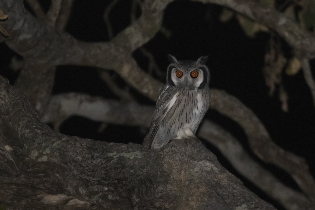 Southern White-faced Owl - Charley Hesse TROPICAL BIRDING