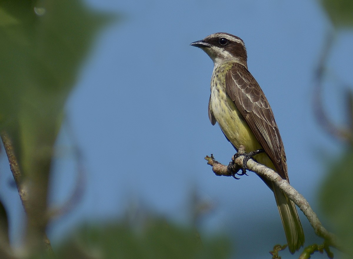 Piratic Flycatcher - ML463166981