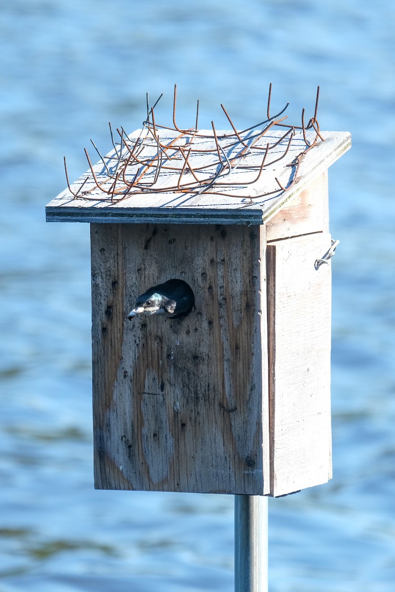 Tree Swallow - ML463167021