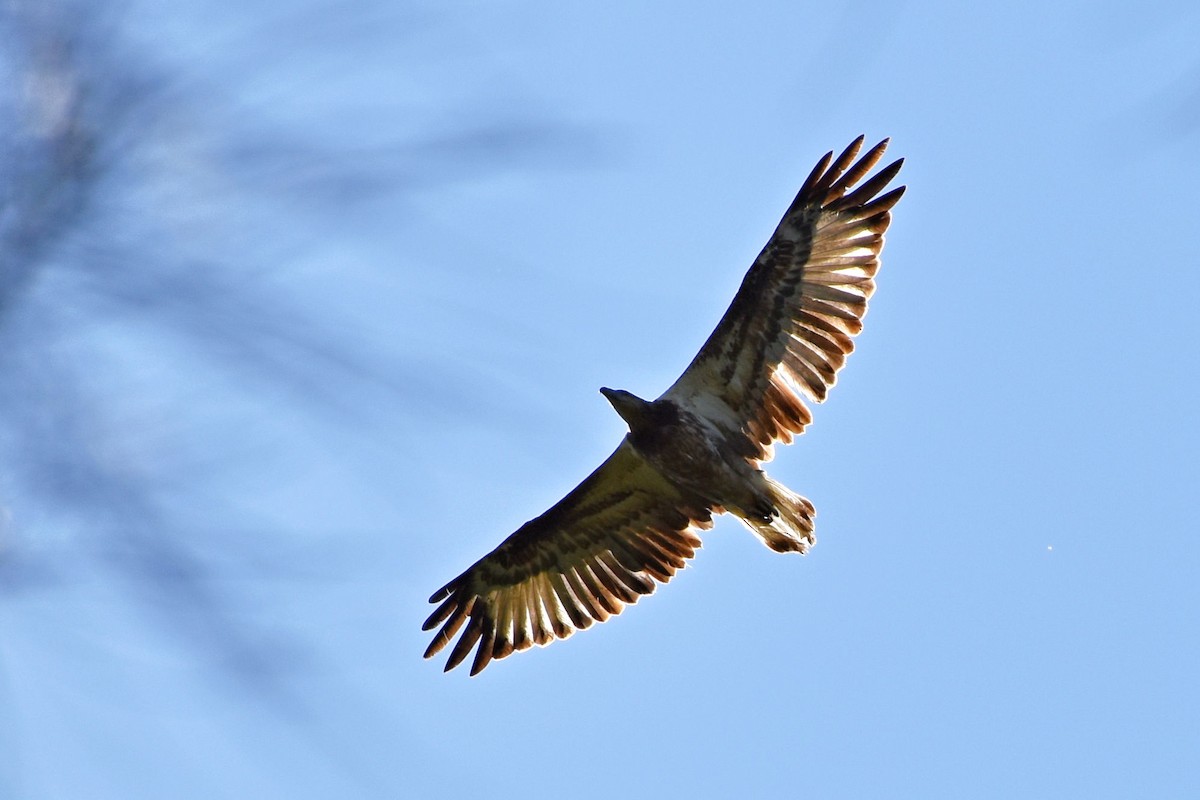 White-bellied Sea-Eagle - ML46316741