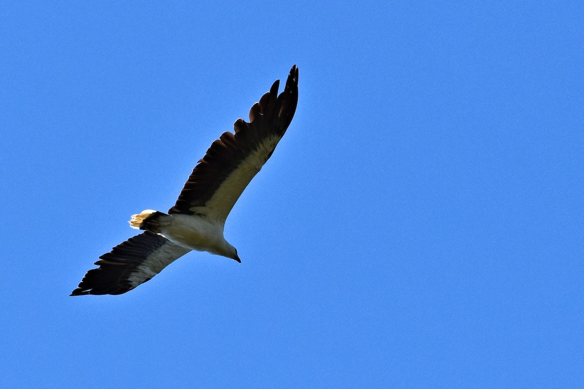 White-bellied Sea-Eagle - ML46316761