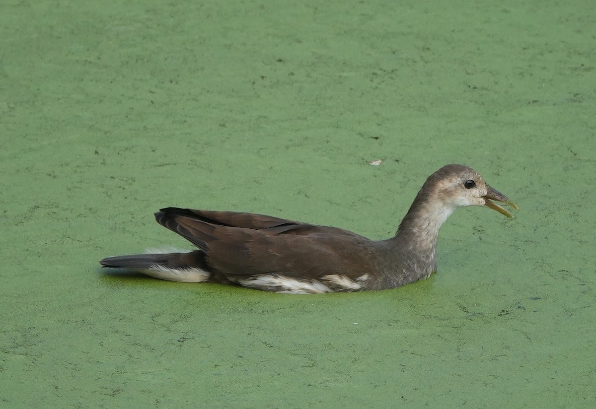 Gallinule poule-d'eau - ML463168331