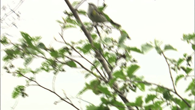 Yellow-rumped Warbler (Myrtle) - ML463169