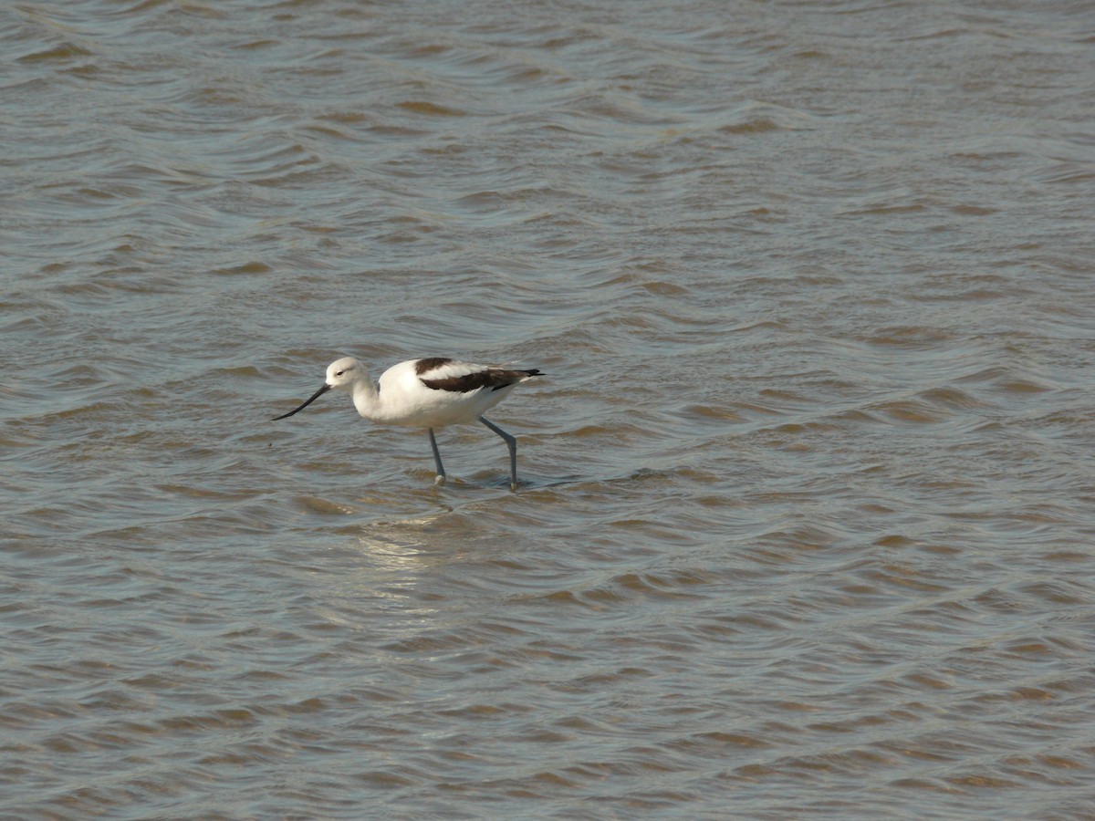 Avoceta Americana - ML463169701