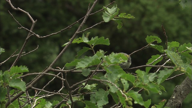 Yellow-rumped Warbler (Myrtle) - ML463170