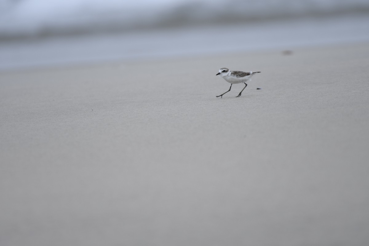 Kentish Plover - ML463170881