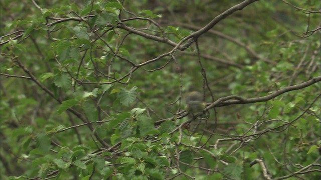 Yellow-rumped Warbler (Myrtle) - ML463171