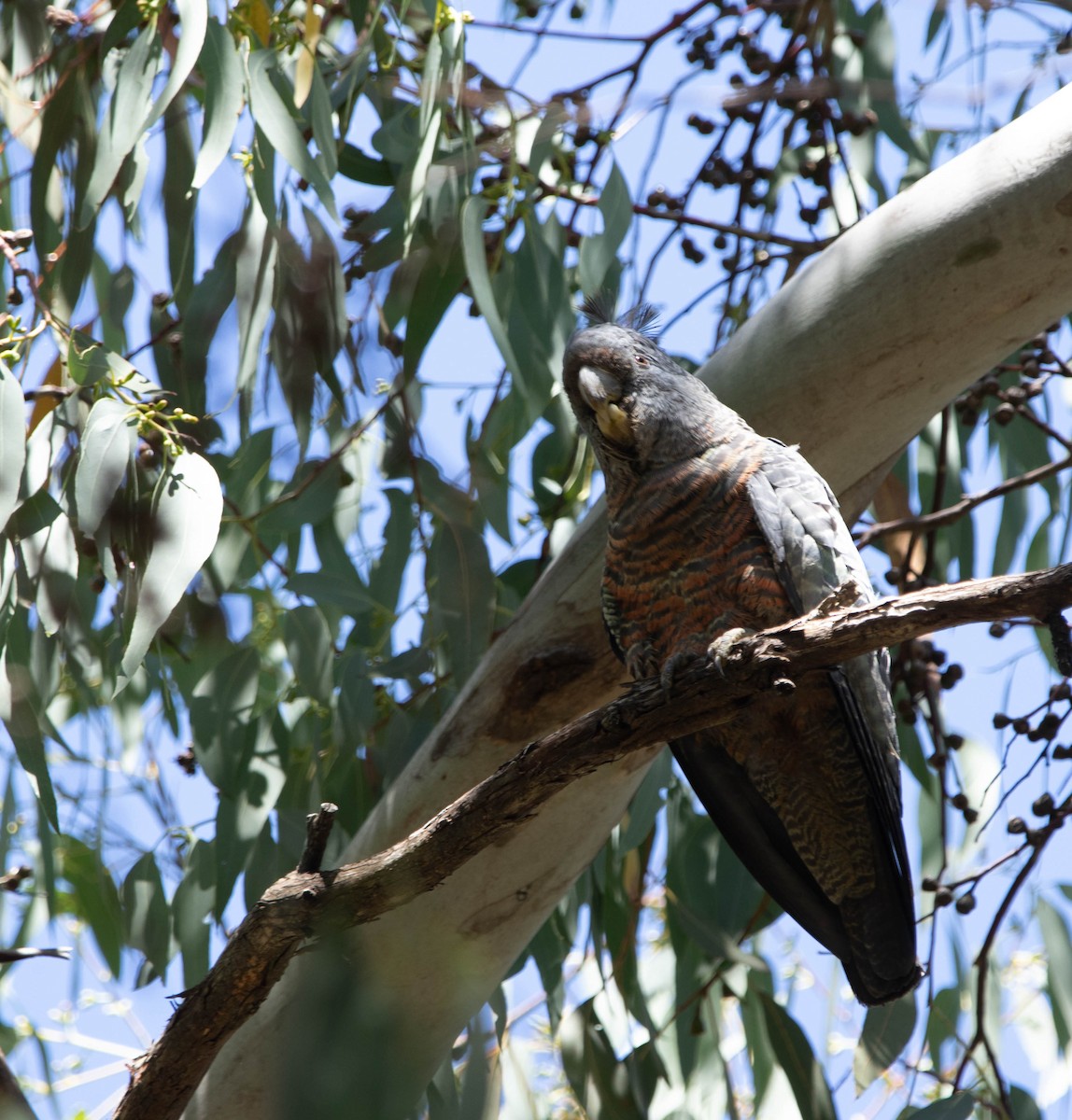 Gang-gang Cockatoo - ML463171471