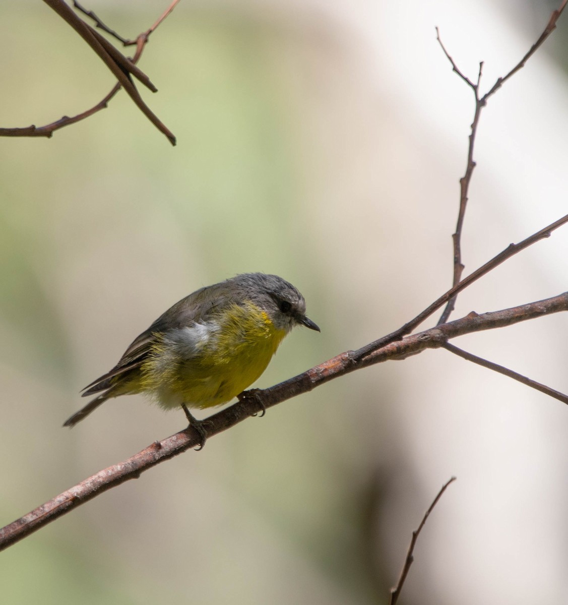 Eastern Yellow Robin - ML463171521