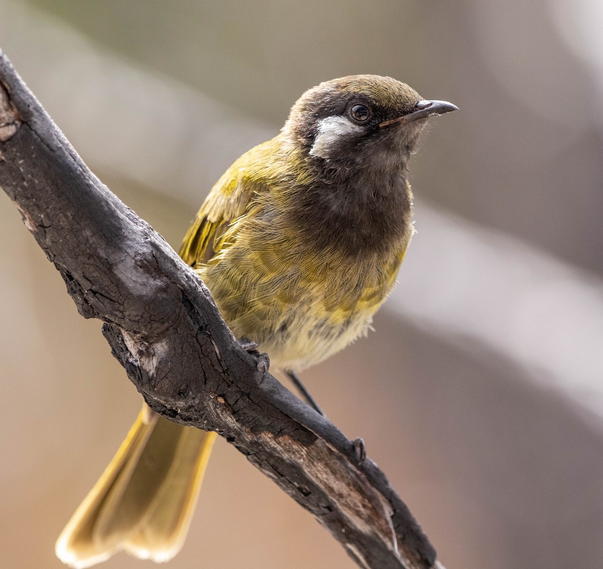 White-eared Honeyeater - ML463171611