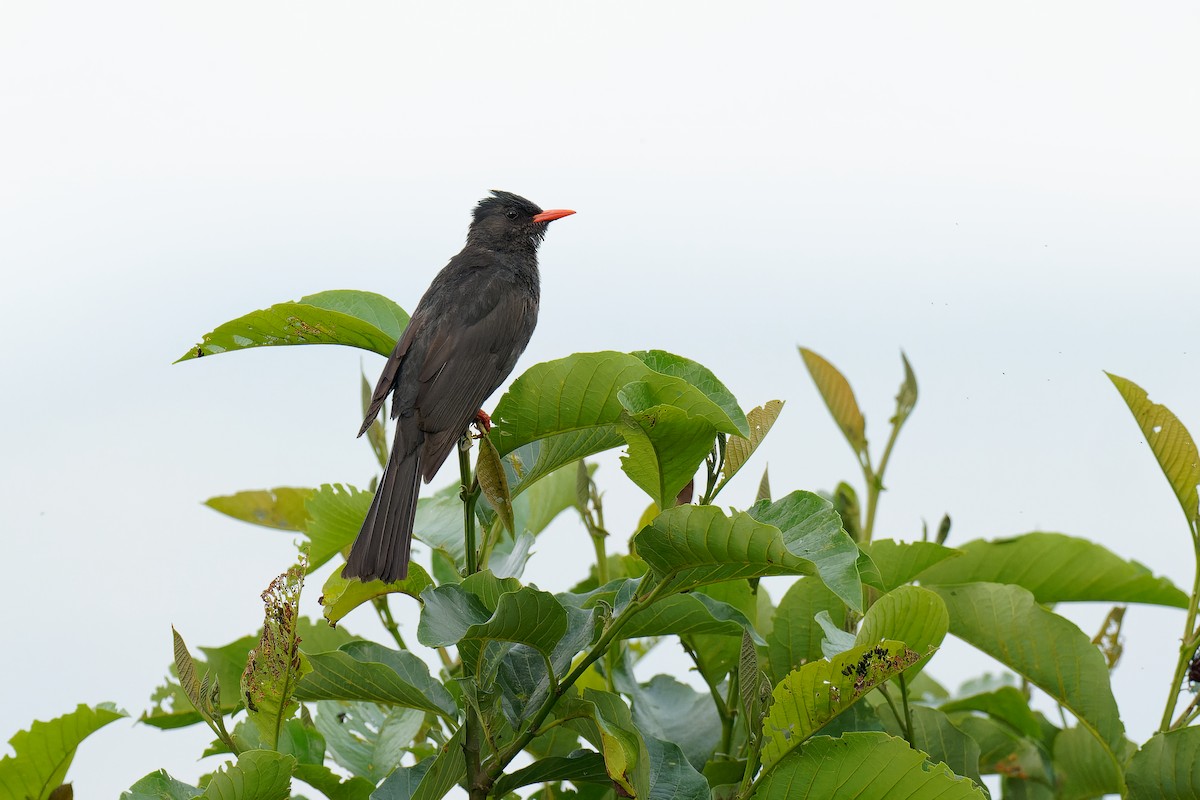 Bulbul Negro (sinensis/ambiens) - ML463171731