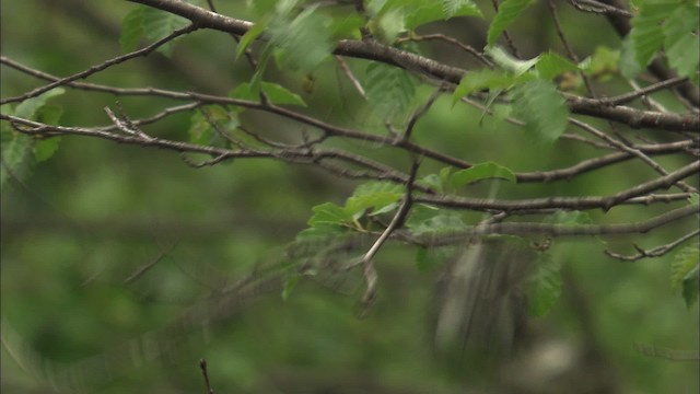 Yellow-rumped Warbler (Myrtle) - ML463172