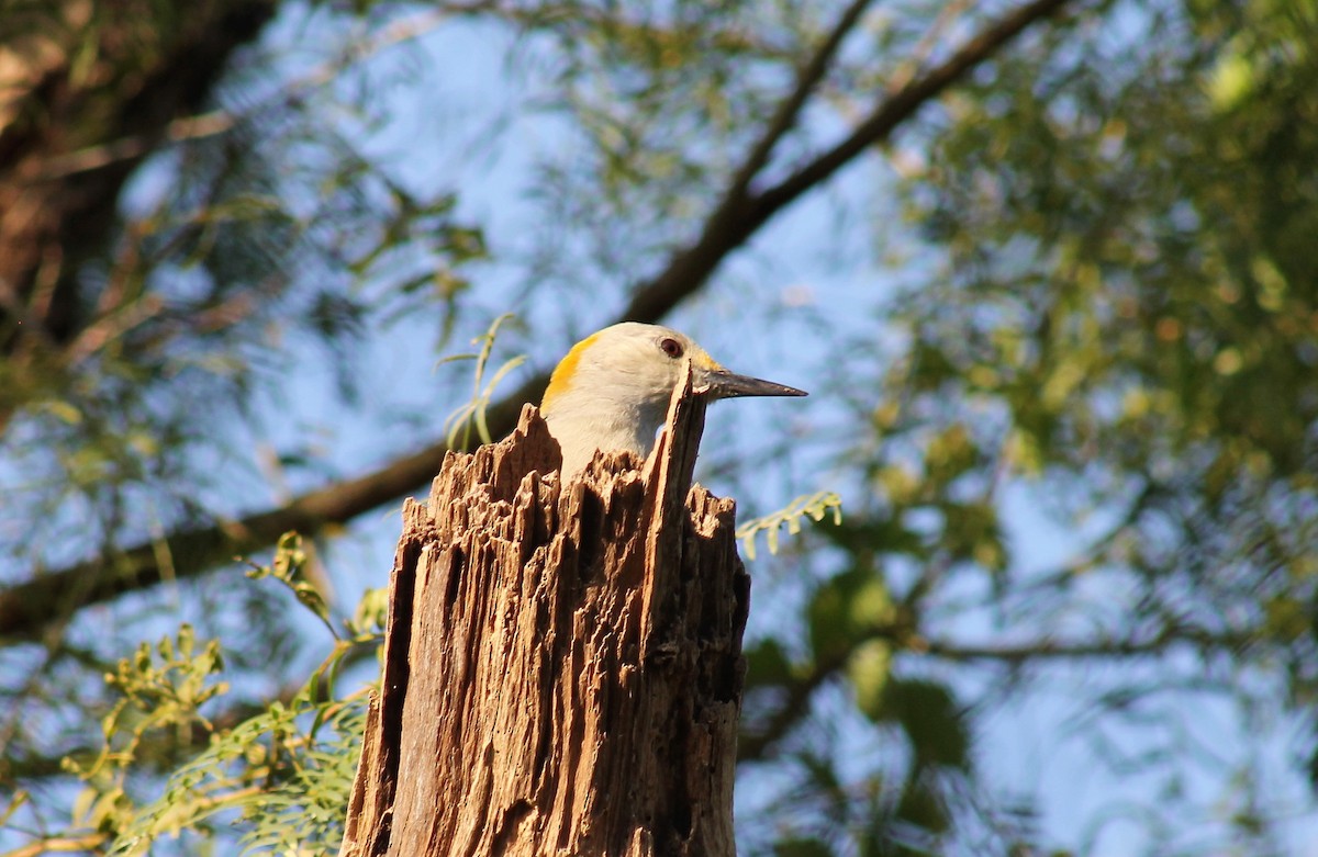 Golden-fronted Woodpecker - Paige O