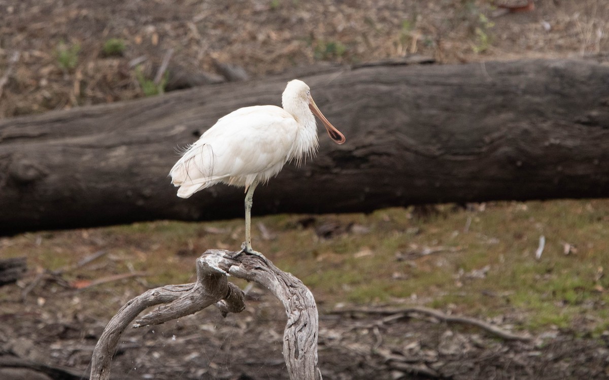 Yellow-billed Spoonbill - ML463172851