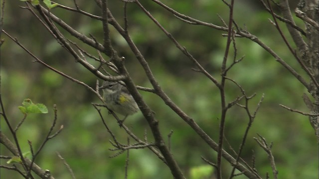 Yellow-rumped Warbler (Myrtle) - ML463173