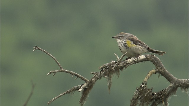 Yellow-rumped Warbler (Myrtle) - ML463174